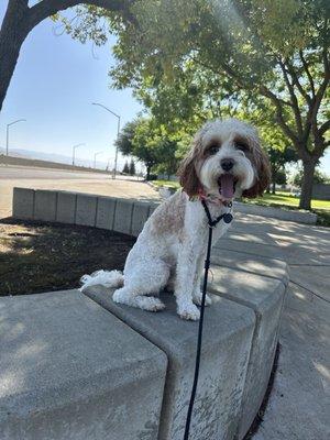 South County Veterinary Hospital