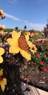 Kansas State University Gardens