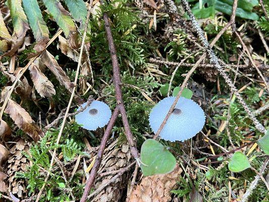 Cape Perpetua Scenic Area