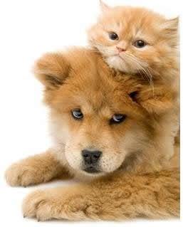 Sittin Pretty Pet Grooming