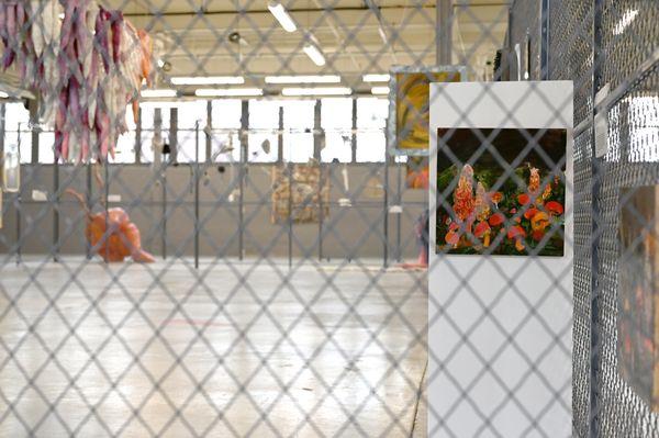 Installation views of "Terrarium" group exhibition.