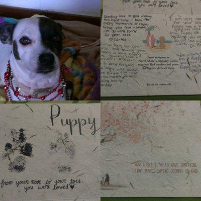 North Shore Veterinary Clinic