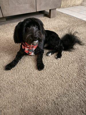 Tip To Tail Pet Grooming