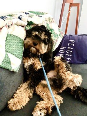 Marie's Pet Grooming