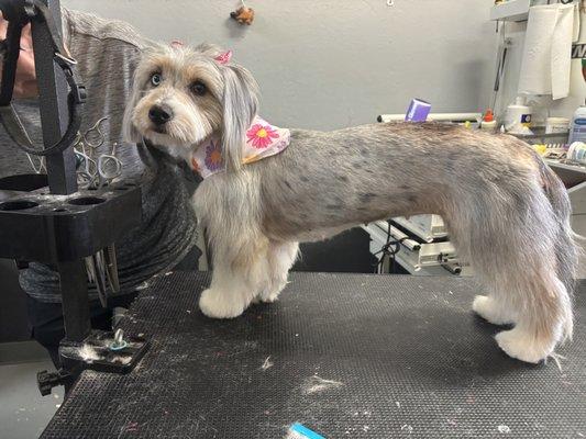 Cookie after her afternoon at Lucky Dog Grooming