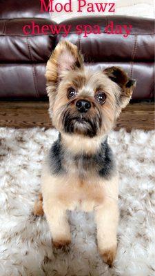 Chewy spa day at Mod Pawz