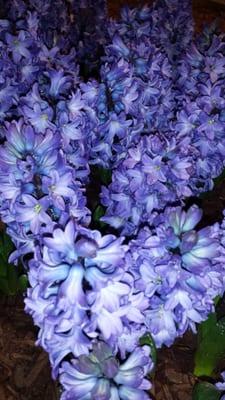 If you could only smell this picture! !!