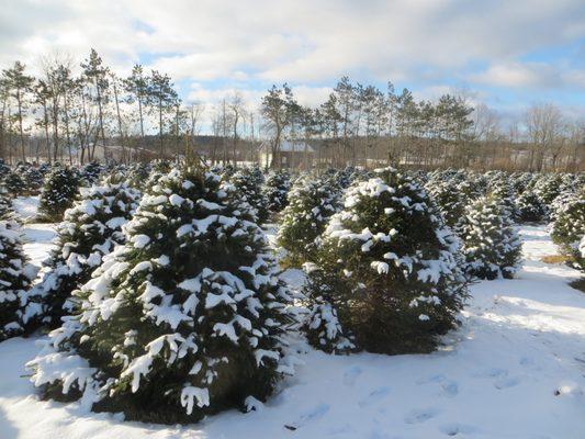Majestic Tree Farm