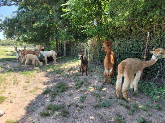 Hummers Homestead Alpacas