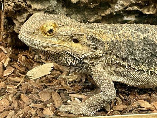 Bug & Reptile Museum