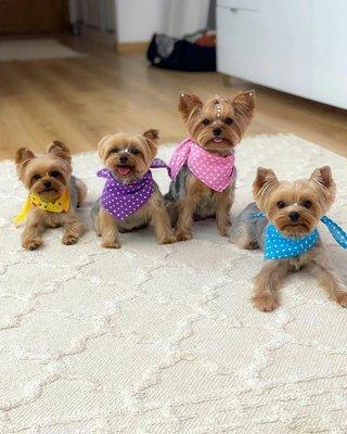Home raised Teacup yorkie puppies