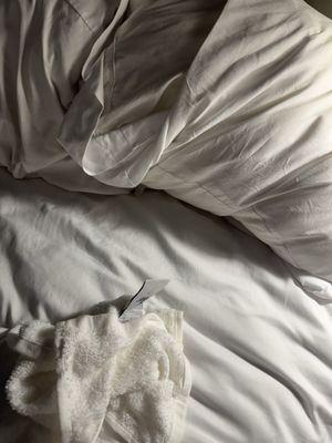 Roaches in the bed