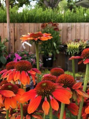 Ali's Organics and Garden Supply