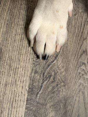Stewart had his nails clipped and buffed. Beautiful job.