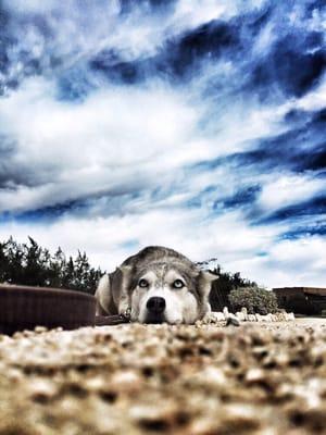 Lorenzo's Dog Training Team