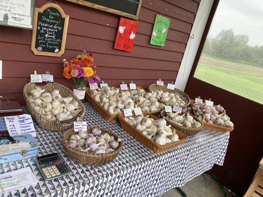 Green Mountain Garlic