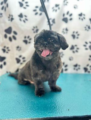 Pampered Pooch Grooming By Chloe