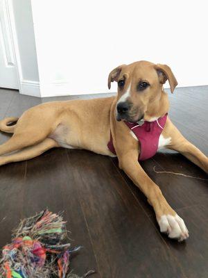 Paws and Recreation Petsitting