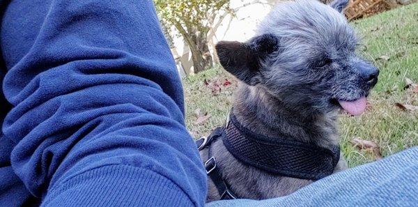 North Hills Animal Hospital