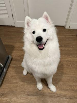 Pawradise Salon and Spa