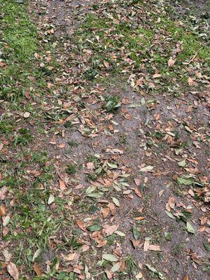 Top Notch Tree Service