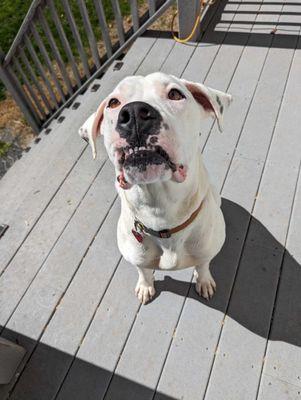 Mountain Mutt Manners