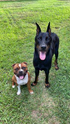 Cole Veterinary Hospital at Harmony