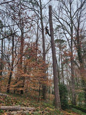 Next Pro Tree Care & Landscaping