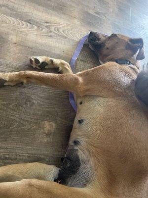 Booneville Veterinary Clinic