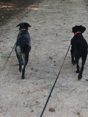 Marley's Angels Dog Walking and Pet Sitting