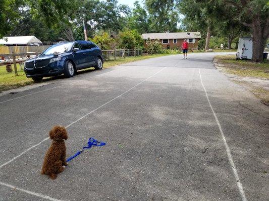 "Tucker" in a distance Sit Stay with owner.