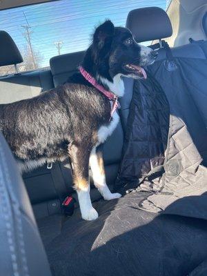 Lucky Paws Pet Lodge