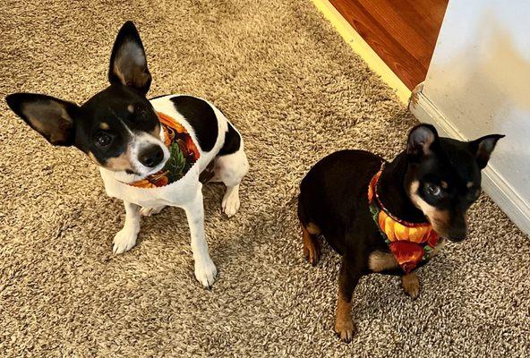 My dogs, Brodie and Becca, after one of their many groomings