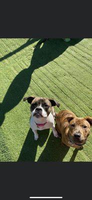 Top Dog Training and Resort