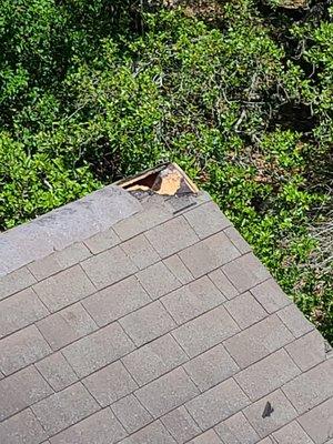 Rodents can do extensive damage to your home