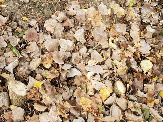 Titan's Tree Service