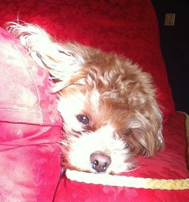 My puppy likes this place!