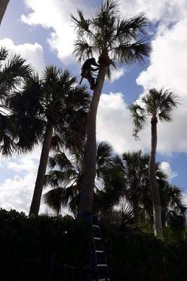 Zapeta's Lawn Maintenance