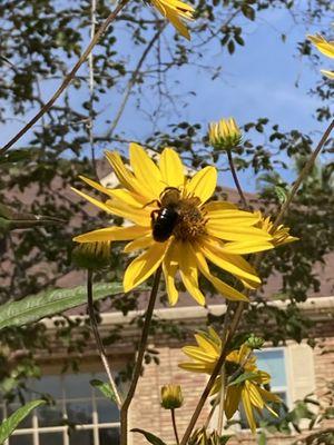 Murier Ecosystem Services