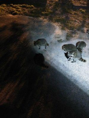 Florida Wildlife Buddies