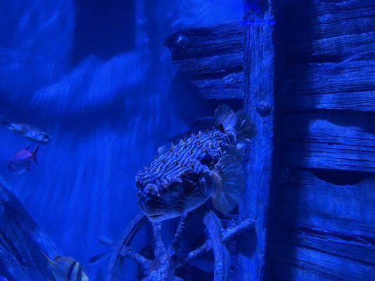 Pufferfish
