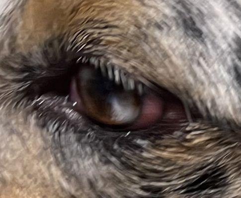 A "rescue dog" with an eye we can treat.