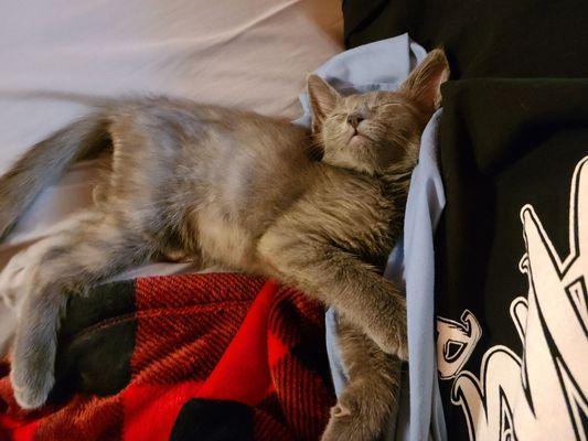 Foreclosed Upon Pets