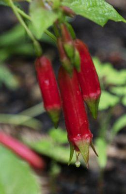 Fuchsia splendens