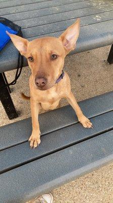 Memphis Animal Services