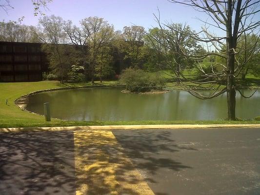 The trail picks up again, this time alongside the internal road. Look! a pond, and the mysterious source of the stream!