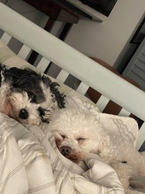 Johns Island Animal Hospital