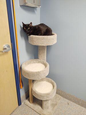 La Vida Animal Hospital