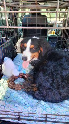 Pet 2 Pet Loving Care