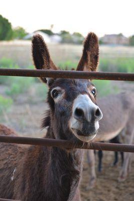 Home Sweet Home Animal Sanctuary